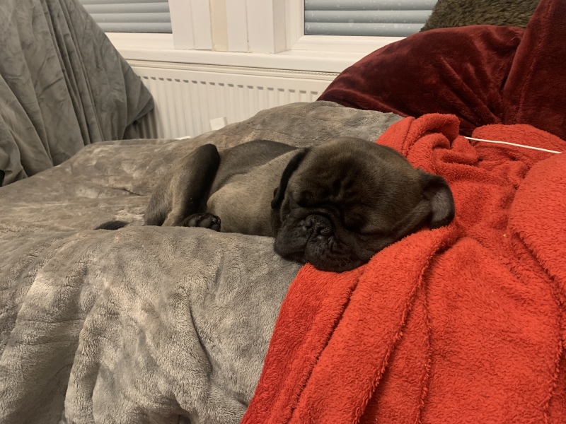 Rio, Harlo or Milo?
