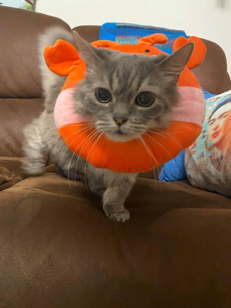Terrified of 'cone of shame'. Other ideas?