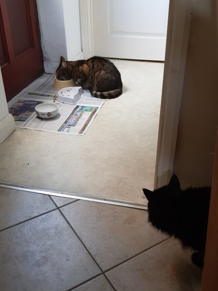 Thug cat part 5 - For he will not do destruction, if he is well-fed, neither will he spit without provocation.