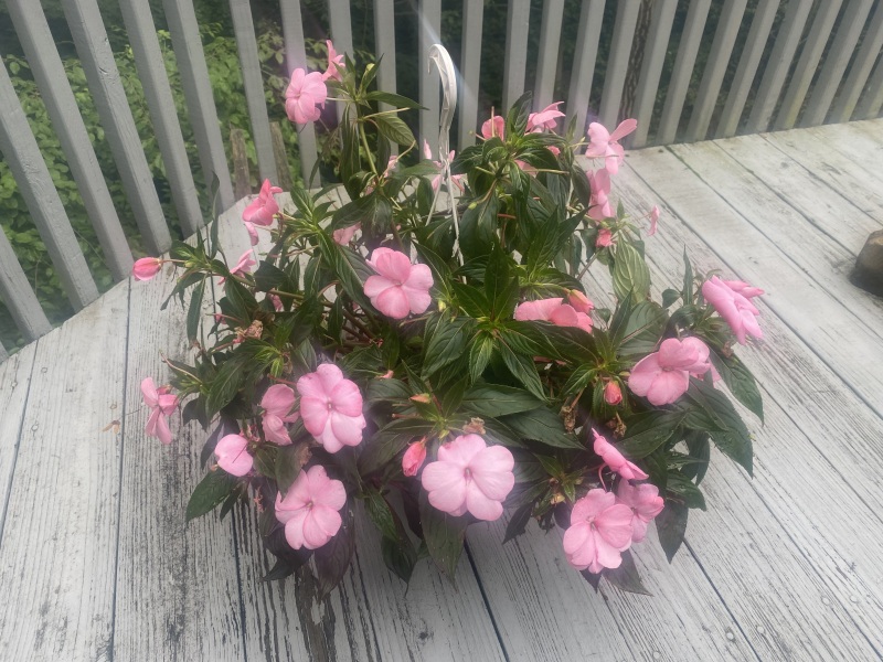 Come and tell me your dull and unexciting news 25: Calmly through the day 