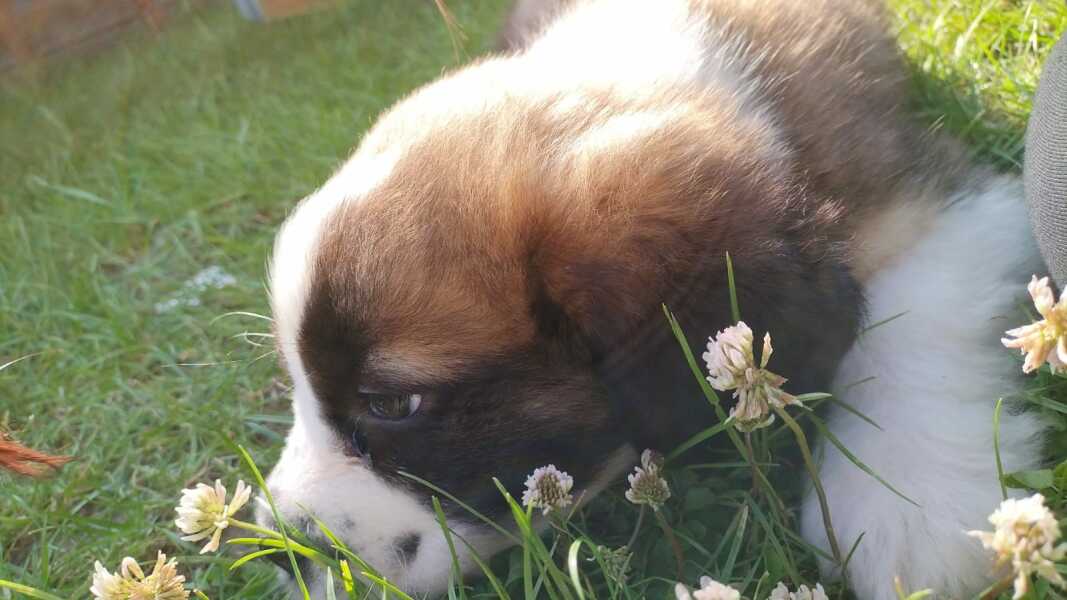 Absolutely no reason for this thread except to show off my gorgeous new pup