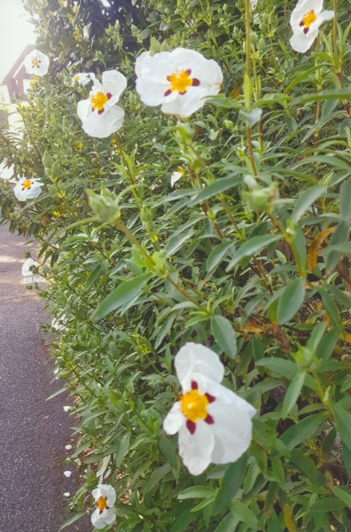 What's this common pansy-like white flower?