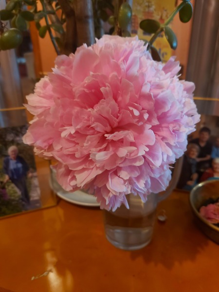 What have you done in the garden today? Part 2