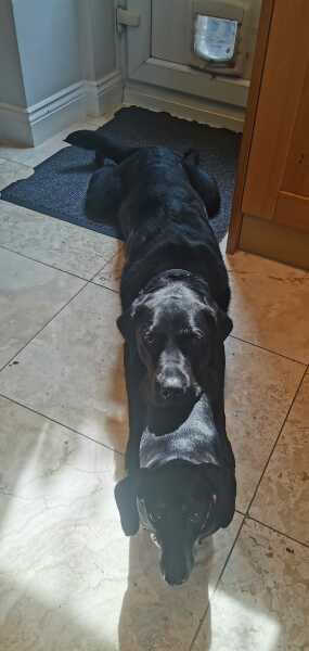 Labrador puppy coming home tomorrow, any advice?