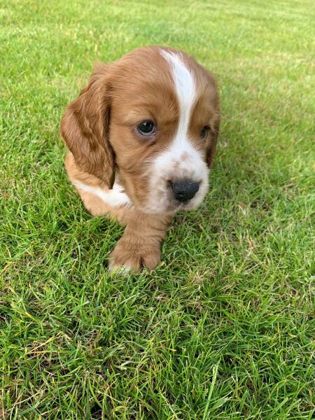 Puppy survival thread part 2