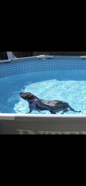 Just ordered an above ground pool, were we daft or will it be the best thing?