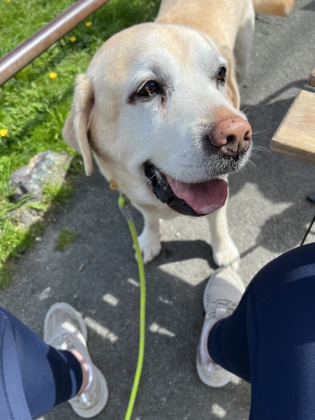 Had to let my old boy go today