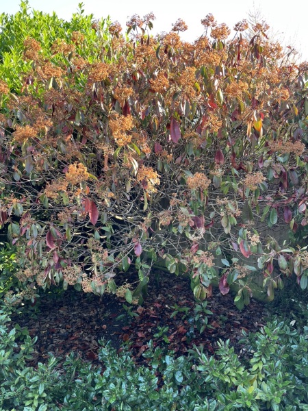 Is my photinia poorly?