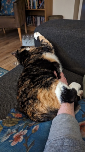 Cat Losing Fur (pics added)