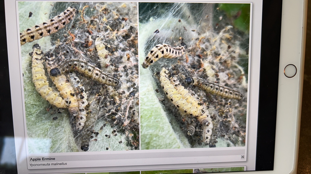 Caterpillars on apple tree- identify? With pics