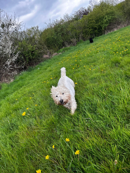 Pancreatic and liver cancer