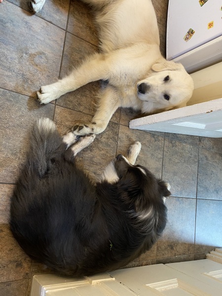 Puppy survival thread part 2