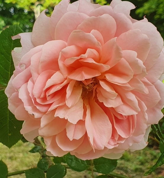 Rose Appreciation Thread