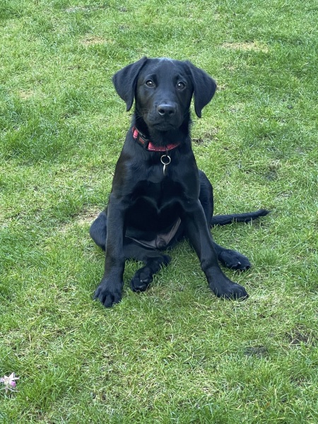 What mix is my dog ( photo included)