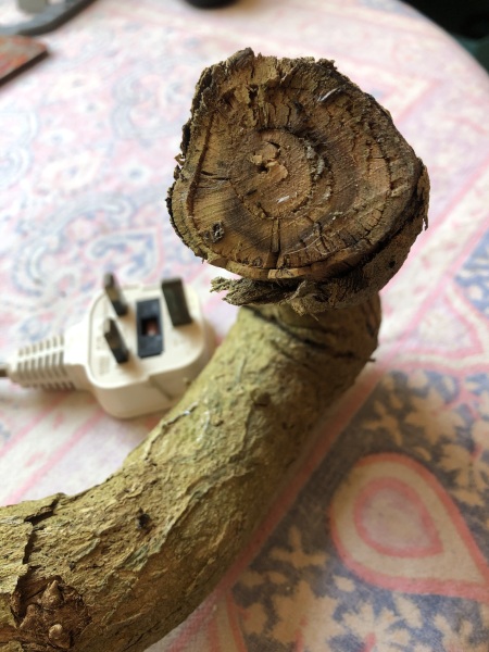 What have you done in the garden today? Part 2