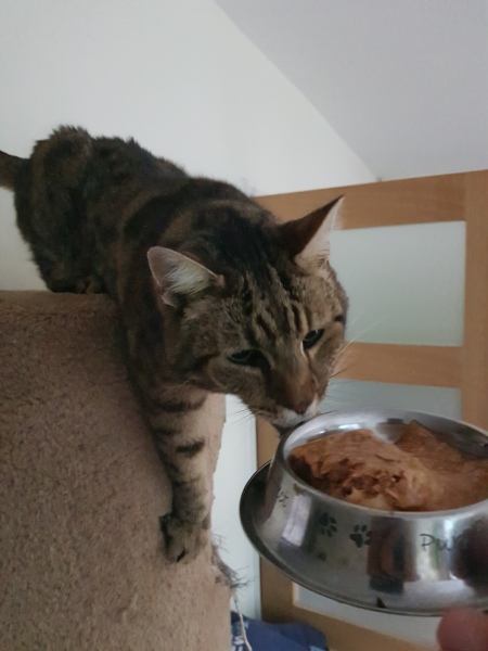 Thug cat part 5 - For he will not do destruction, if he is well-fed, neither will he spit without provocation.