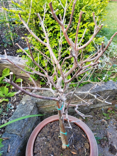 Let's play a game of 'is it alive or has it died?'