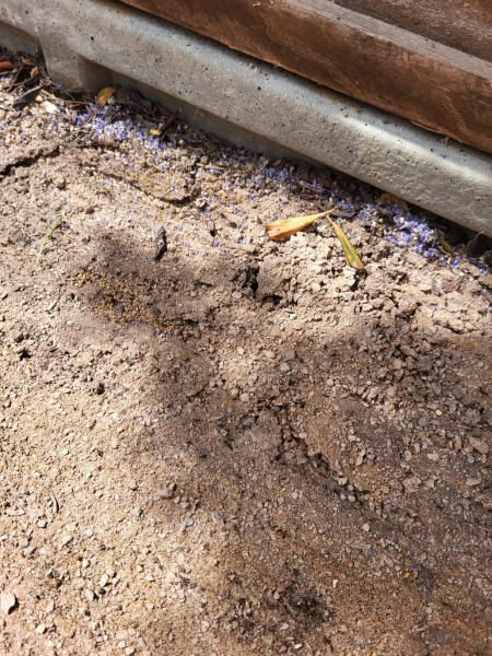 Artificial grass - help!