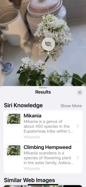 What is this white flower, please? 