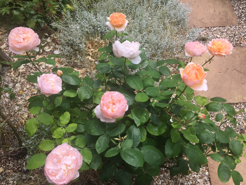 Rose Appreciation Thread