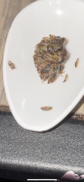Toddler sneezed this out her Noe's, what is it??