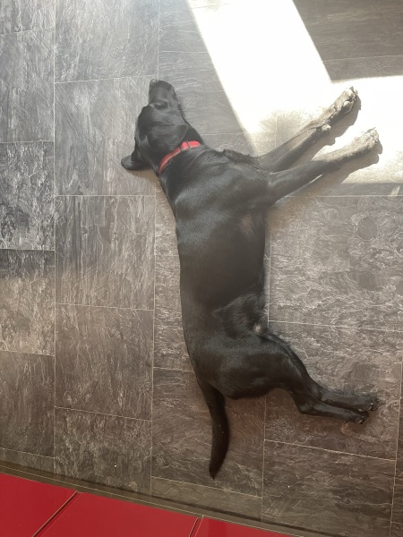 Puppy survival thread part 2