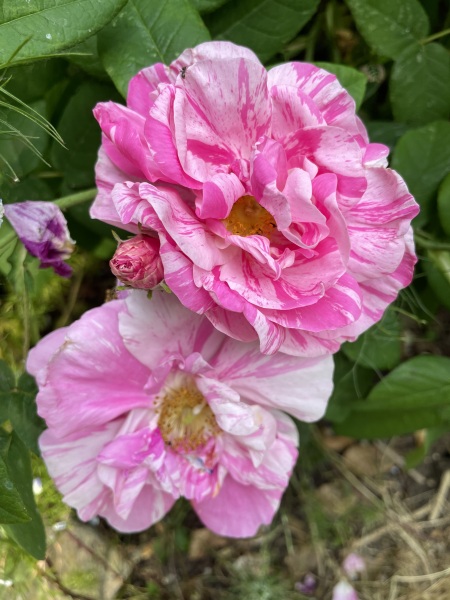 Rose Appreciation Thread