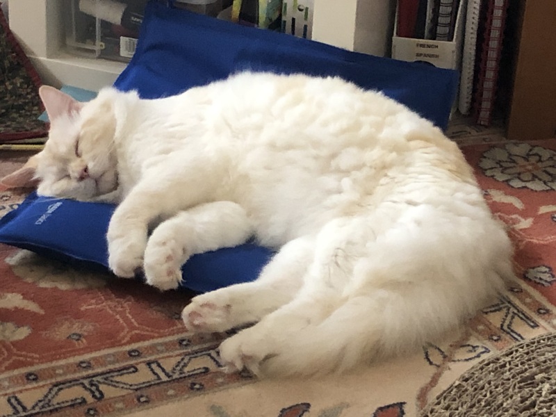 A Very Great Quantity Of Excellent Cats