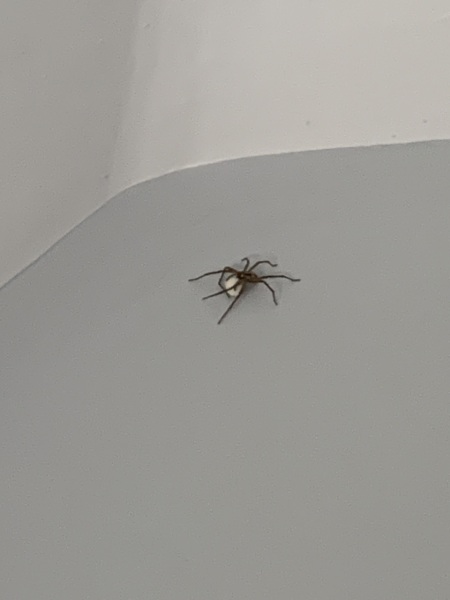 What is this spider doing??