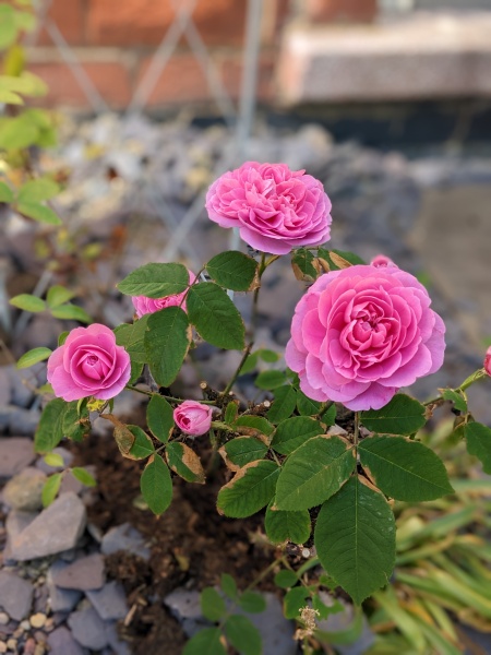Rose and clematis combination