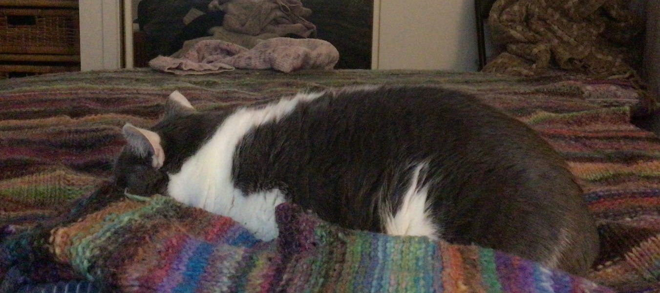 Childfree Chat - what's everybody up to?