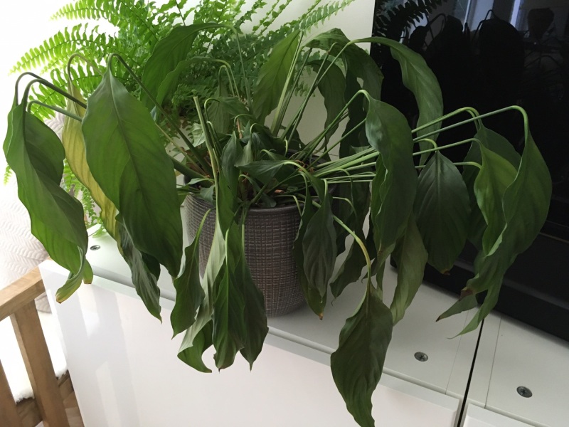 Can I rescue my Peace Lily?