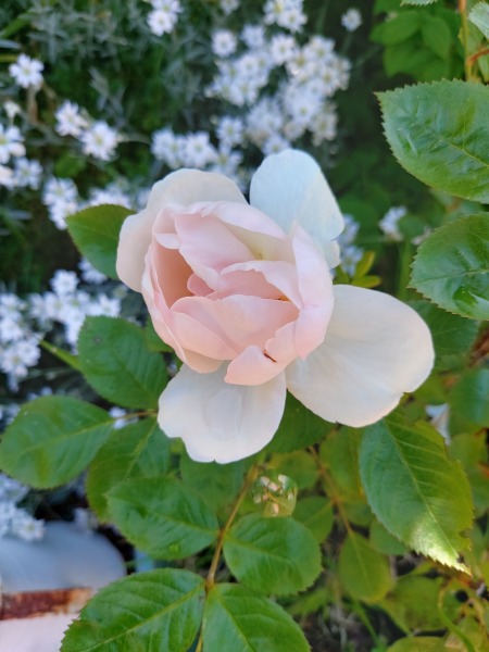 What have you done in the garden today?