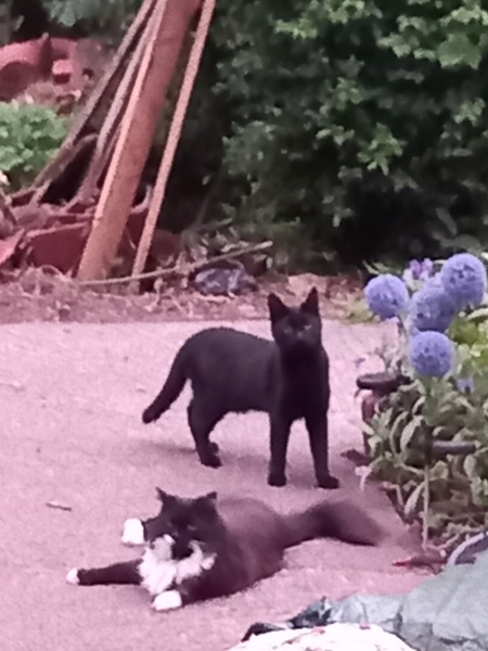 Cats used to be worshiped as Gods...