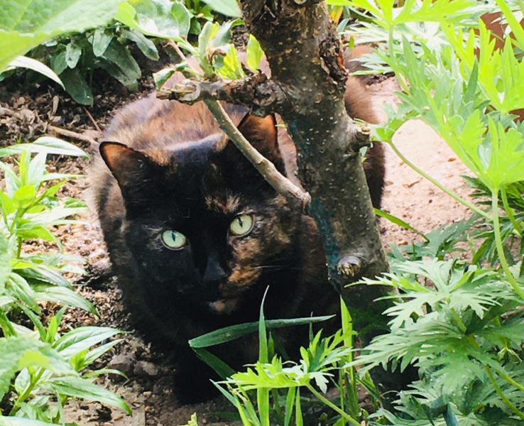 Let's have a happy thread. Show me your kitties.