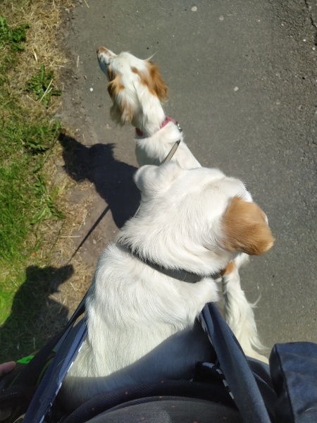 Dog sling/carrier recommendations please 