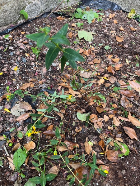 Is my hypericum done for? 