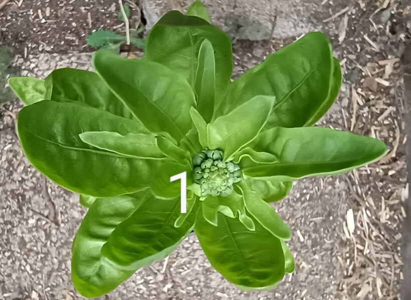 'Wildflowers' packet germinated, but what the heck are they?! Plant ID help please 