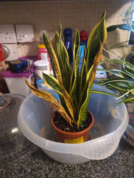 Plants in the bathroom