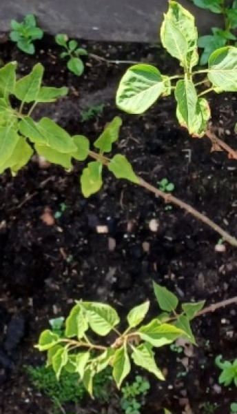 What's wrong with this lilac?