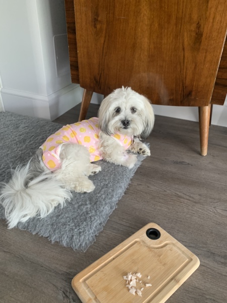 Puppy survival thread part 2