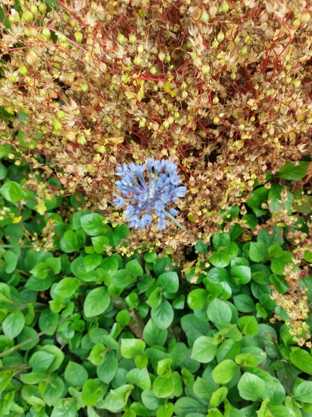 Any ideas what this plant is please?
