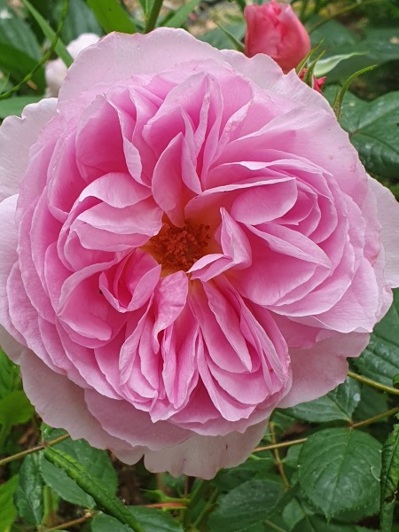 Rose Appreciation Thread
