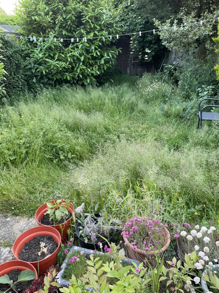 Anyone not cutting their grass - how's it going?