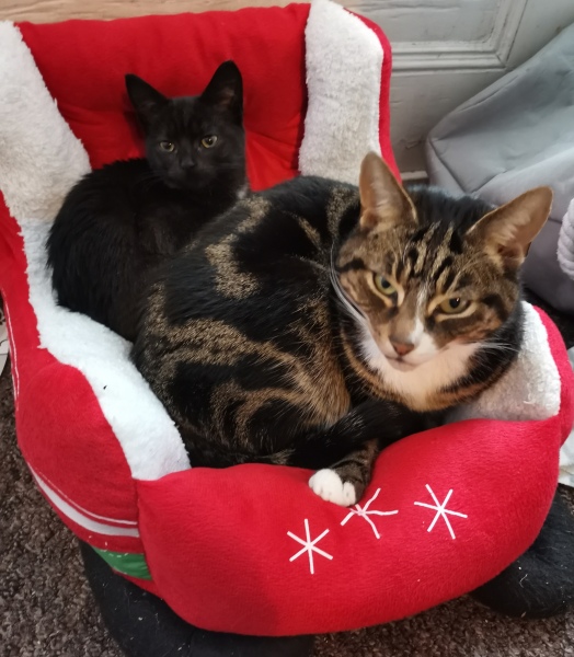 How long did older take to adapt to kitten?