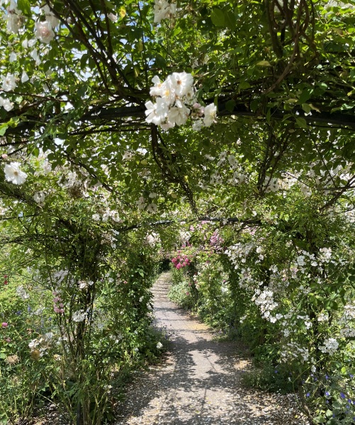 What have you done in the garden today? Part 2