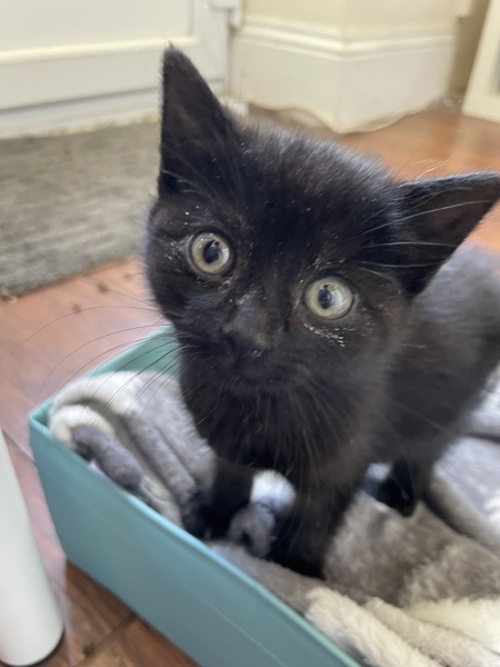 We found a kitten. Tips