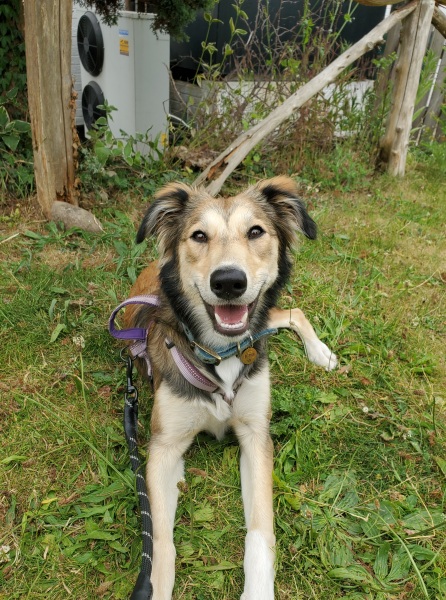 Puppy survival thread part 2