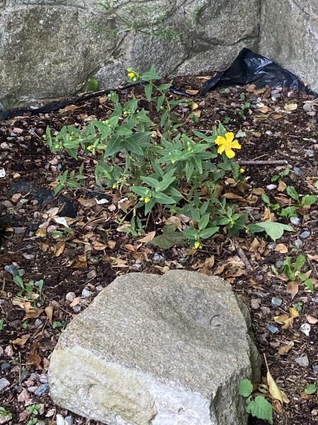Is my hypericum done for? 