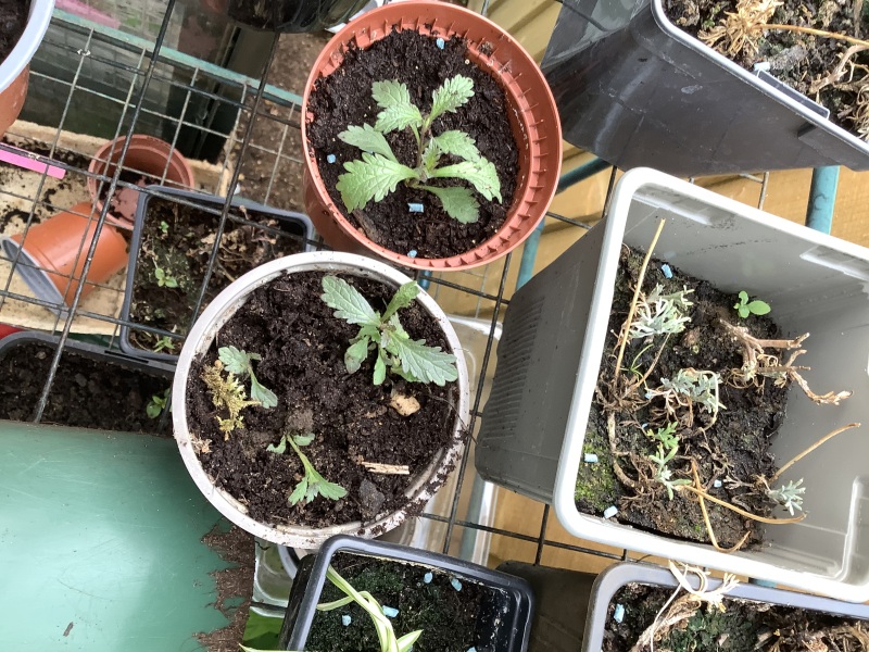What have you done in the garden today? Part 2
